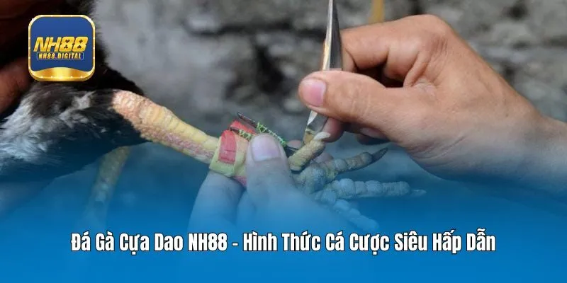 Đá Gà Cựa Dao NH88 - Hình Thức Cá Cược Siêu Hấp Dẫn 